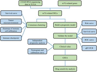 N7-methylguanosine-related lncRNAs: Distinction between hot and cold tumors and construction of predictive models in colon adenocarcinoma